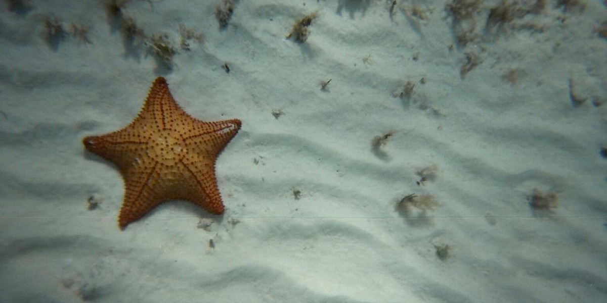 SNORKELING WITH COZUMEL'S STARFISH