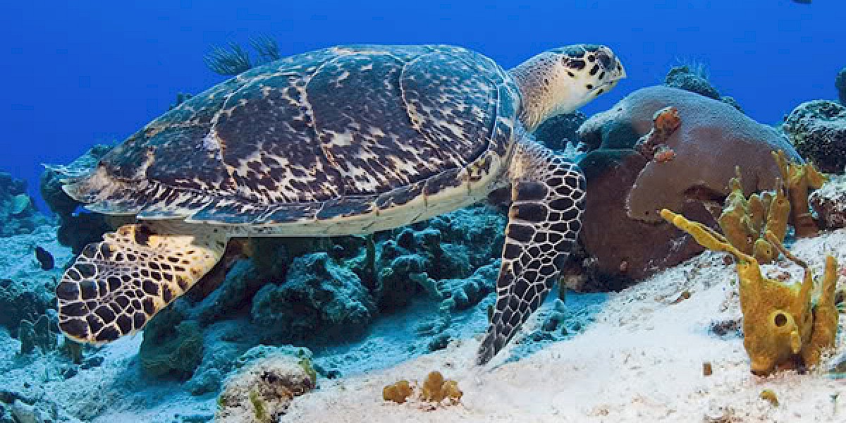 VOLUNTEER TO HELP SEA TURTLES IN THE RIVIERA MAYA, MEXICO