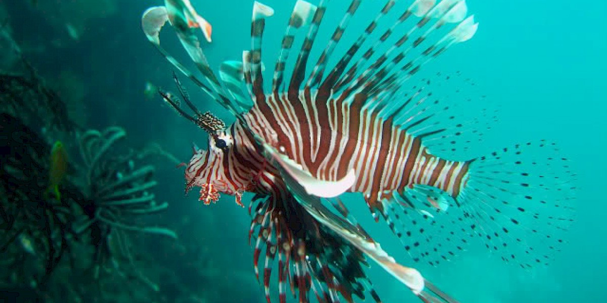 THE LIONFISH - DAZZLING AND DANGEROUS