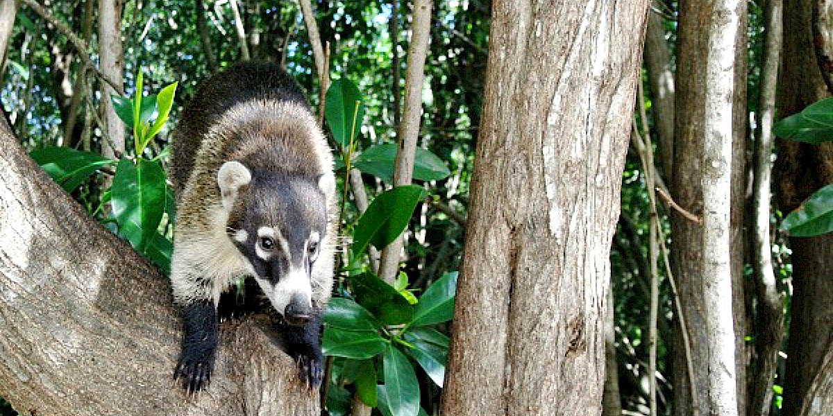 Wild Playa del Carmen Animals and Where to Find Them
