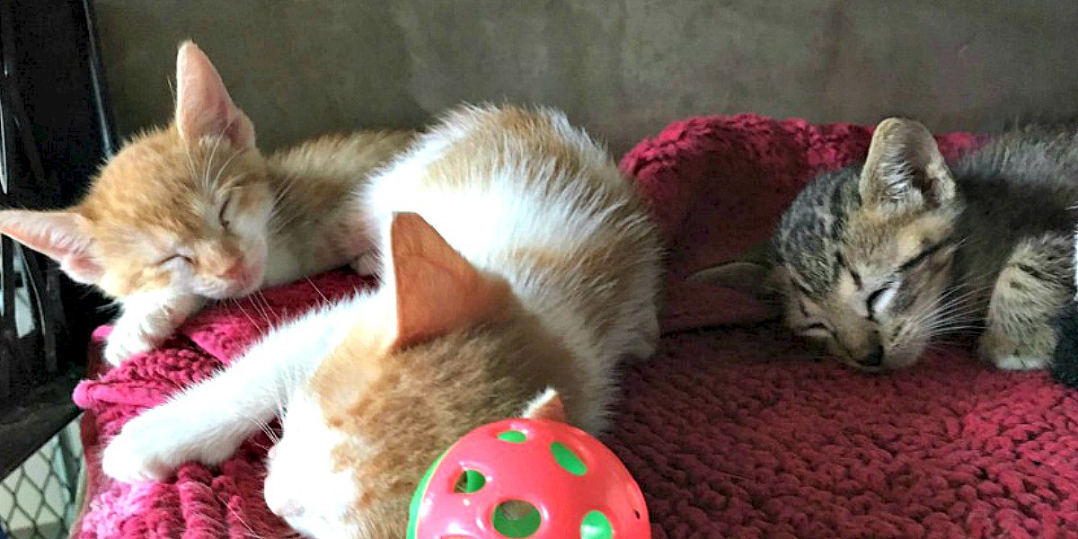 Coco's Celebrates 8 Years of Helping Playa's Cats and Dogs