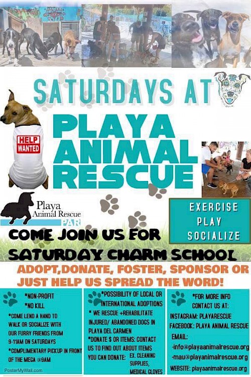 Playa Animal Rescue Charm School