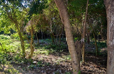 Tulum Real Estate Listing | Terreno Gran Cenote