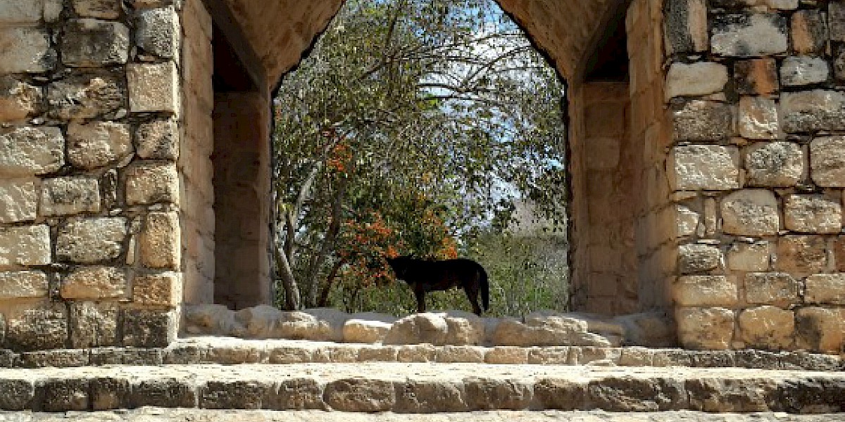 Exploring Yucatan with Alltournative: Mayan ruins and cenote rapelling