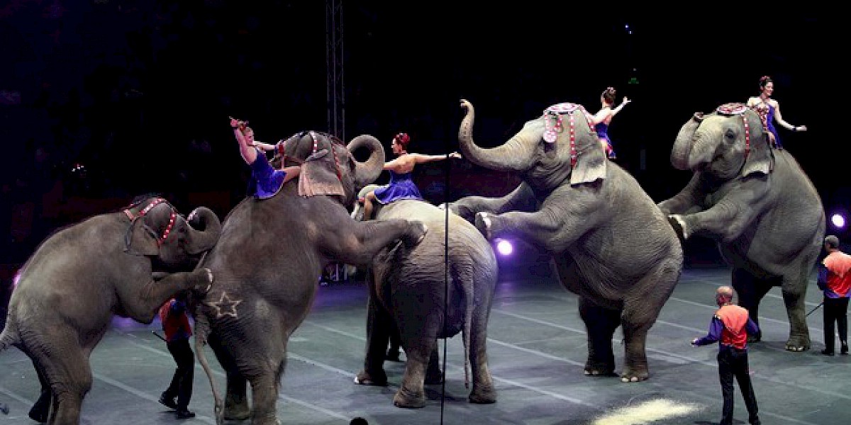 NO MORE ANIMAL CIRCUSES IN QUINTANA ROO