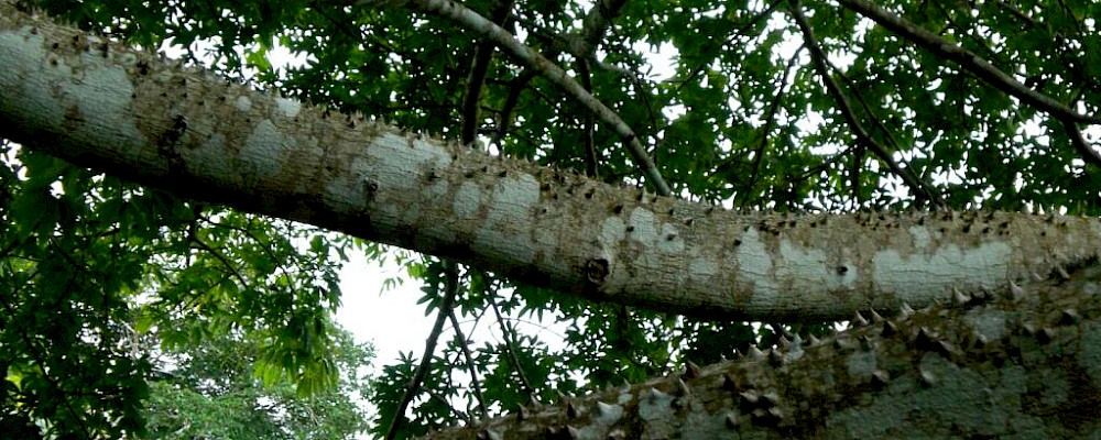 MITOLOGÍA MAYA: LA SEDUCTORA XTABAY