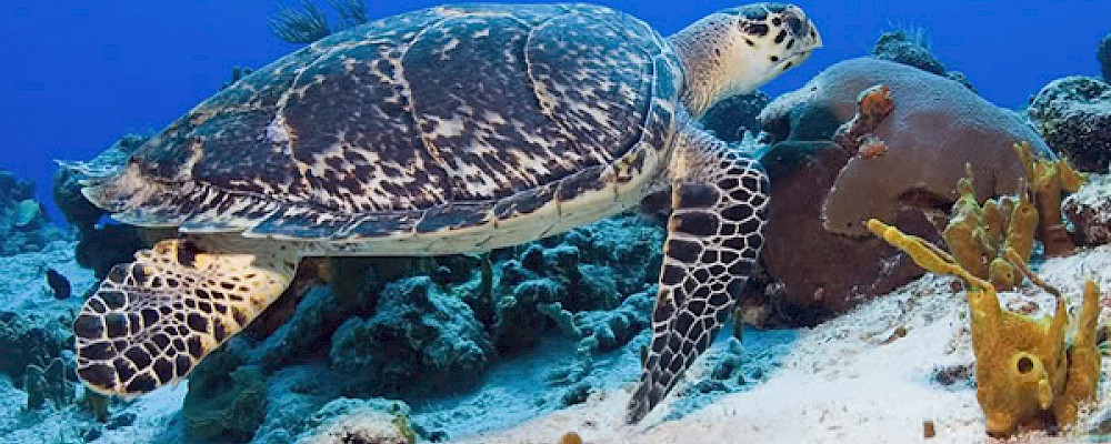 VOLUNTARIO PARA AYUDAR A LAS TORTUGAS MARINAS EN LA RIVIERA MAYA, MÉXICO