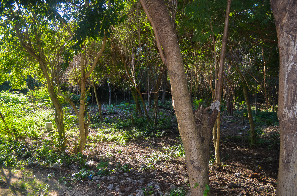 Terreno Gran Cenote Lot for sale in Tulum