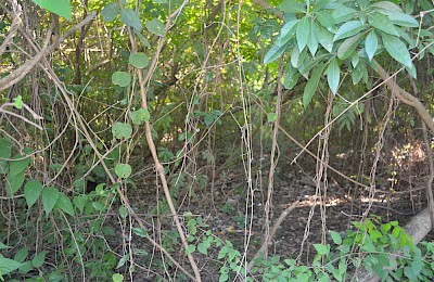 Tulum Real Estate Listing | LAND IN LA VELETA WITH CONDO PROJECT