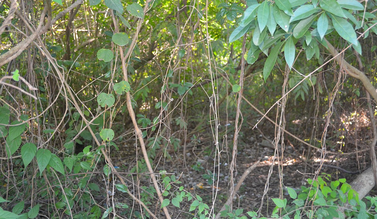 Tulum Real Estate Listing | Tulum Centro Double Lot