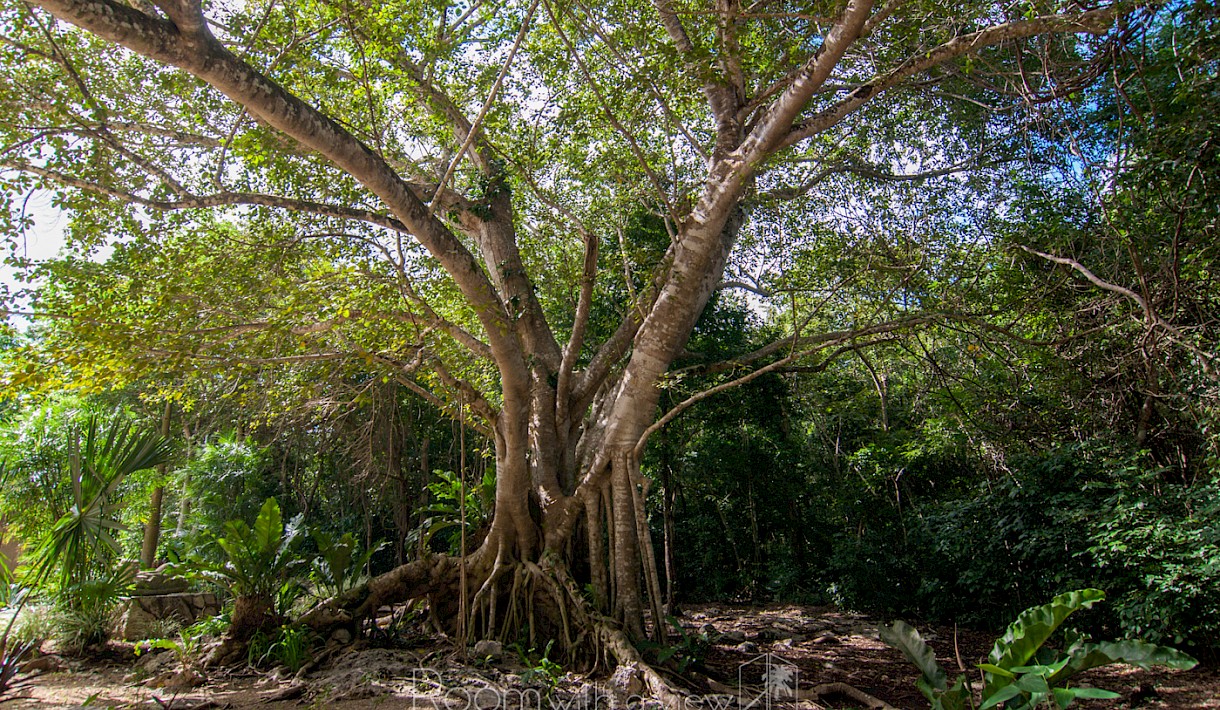 Tulum Real Estate Listing | Los Arboles C22