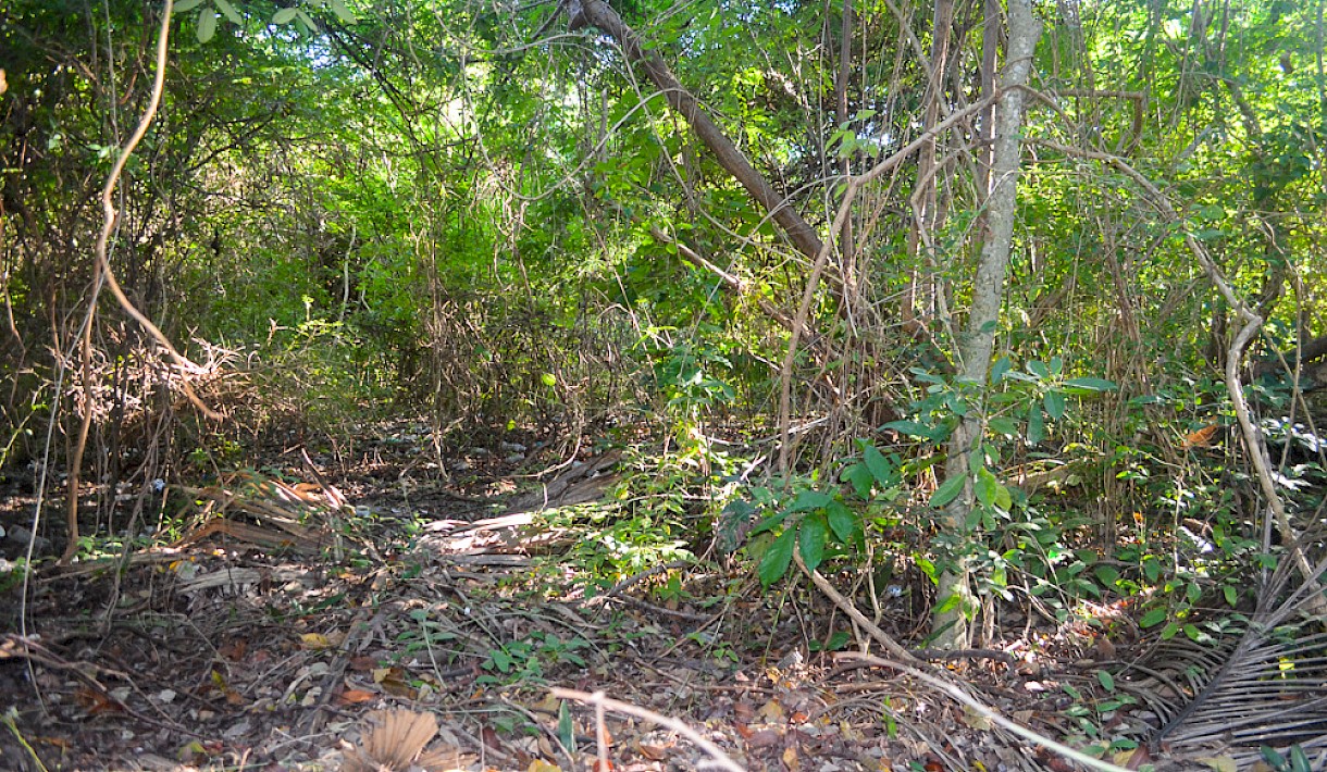 Tulum Real Estate Listing | Lot 4 Region 8