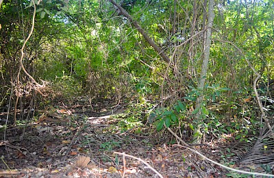 Tulum Real Estate Listing | Lot 4 Region 8