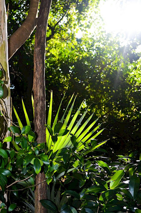 Tulum Real Estate Listing | Lot 1 & 4 Region 8