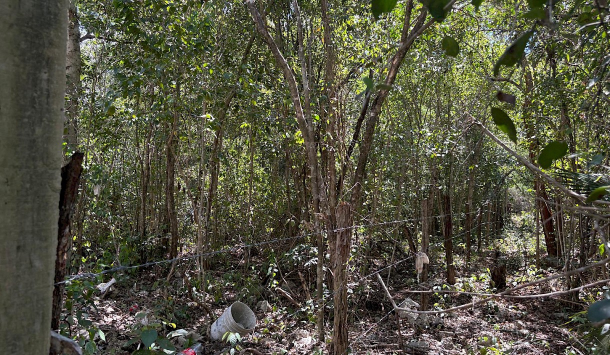 Tulum Real Estate Listing | Suenos Tulumenos