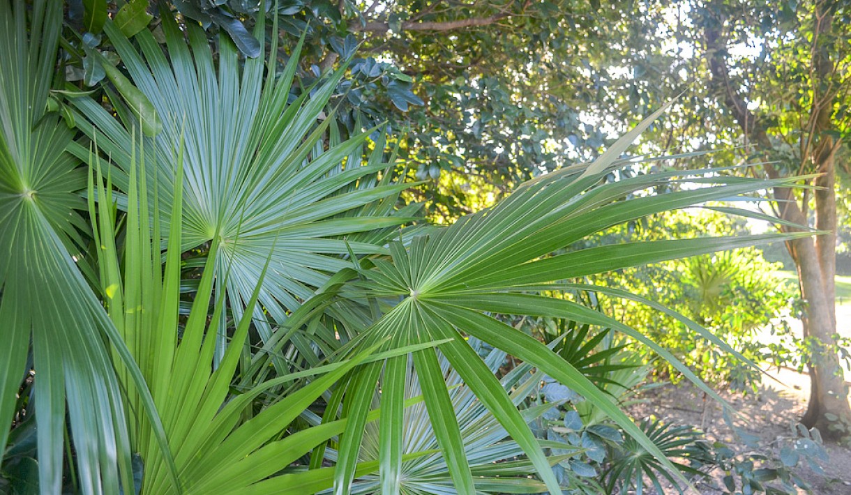 Akumal Real Estate Listing | Rancho San Martín Lot