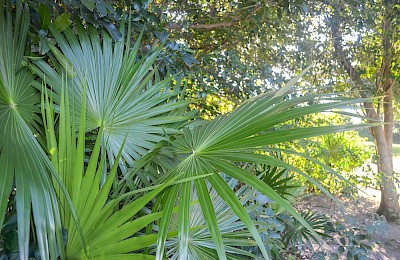 Akumal Real Estate Listing | Rancho San Martín Lot